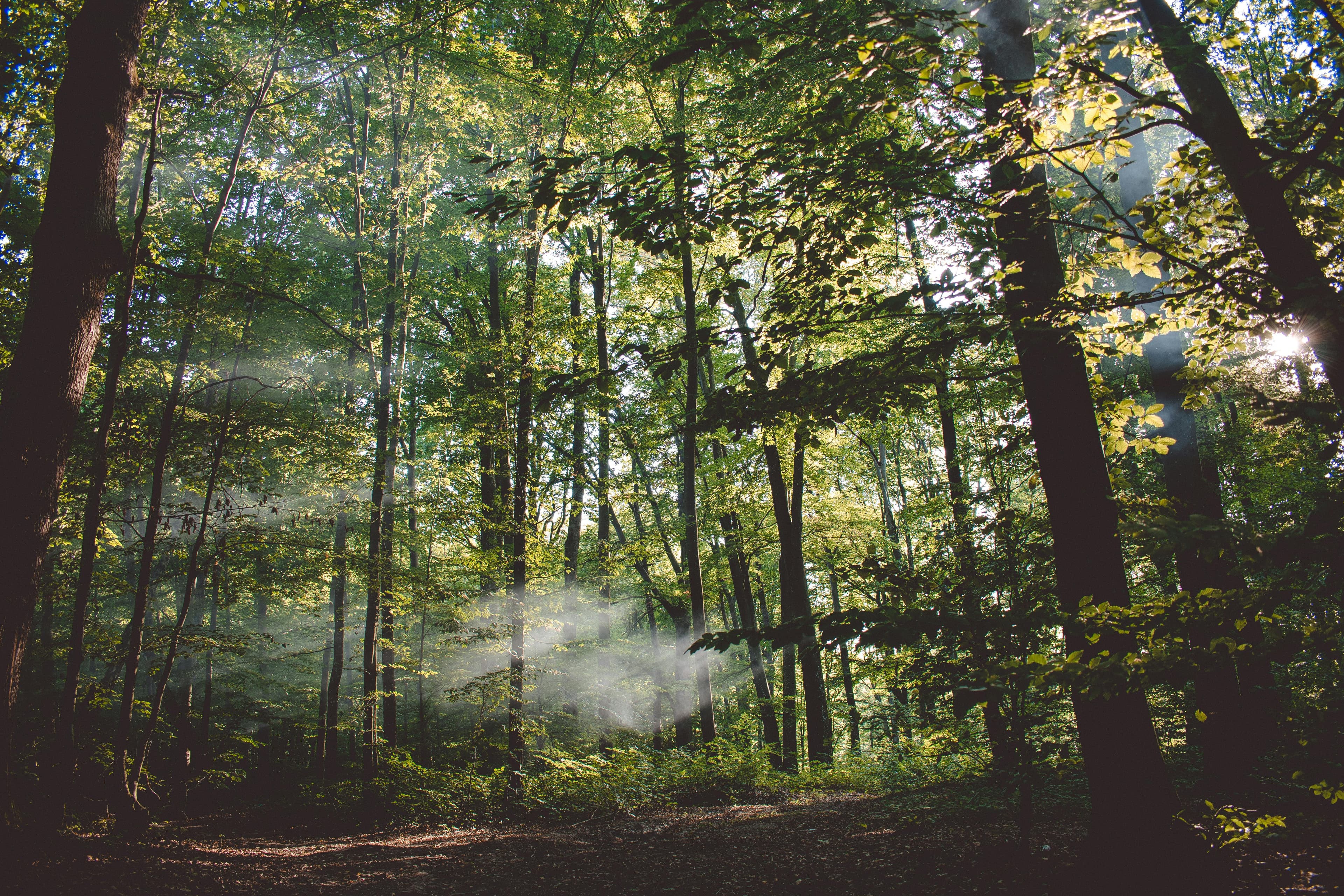 Peaceful forest scene representing natural cycle of life